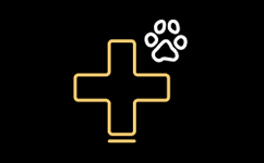 Veterinærakademi for sygeplejersker