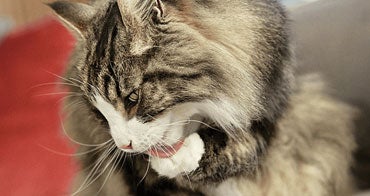 Reduction of active Fel d 1 from cats’ hair using an anti-Fel d 1 egg IgY antibody