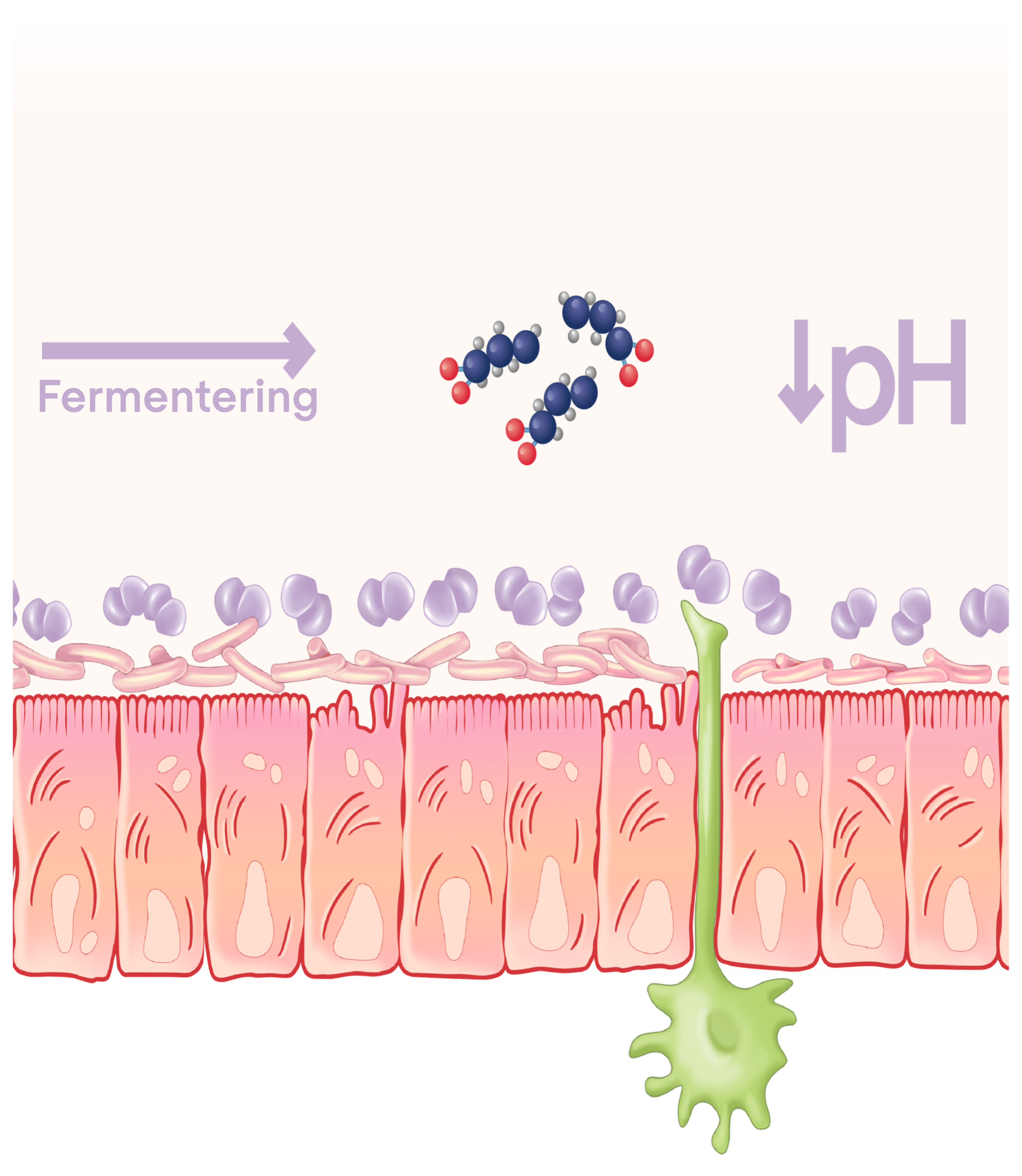 Fermentering i tarmen, der sænker pH‑niveauet