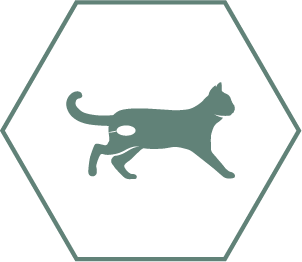 Bevarer urinsundheden hos kastrerede katte takket være afbalancerede mineraler