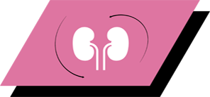 Med arginin, antioxidanter og omega-3 fedtsyrer for at fremme sunde nyrer