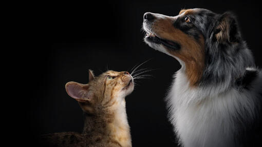 Explore the complete range of PRO PLAN