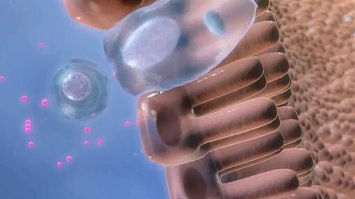 PPVD FortiFlora videoer