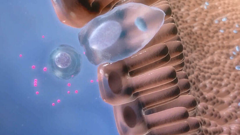 PPVD FortiFlora videoer