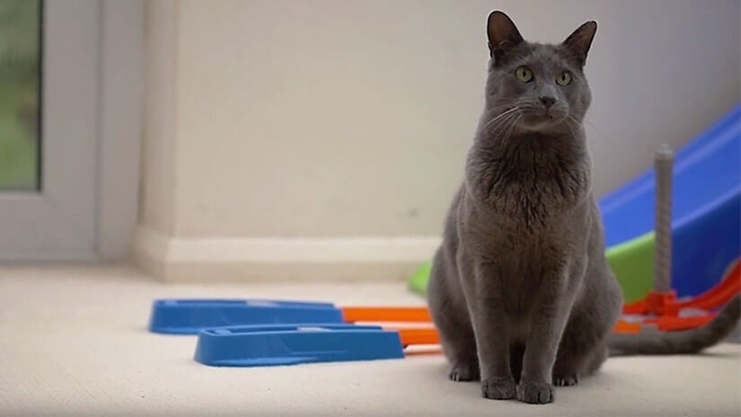 Rachel og Enzos historie | Mød Purina