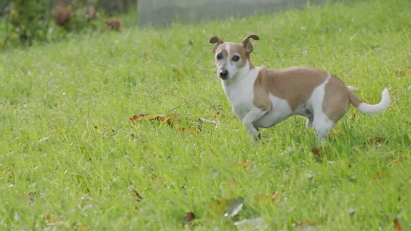 Kæledyr og mennesker er bedre sammen | Mød Purina